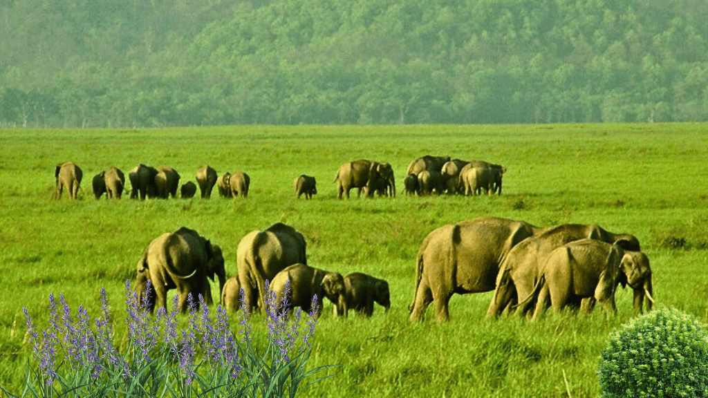 elephant grazing in banke national park Nepal’s Hidden National Parks