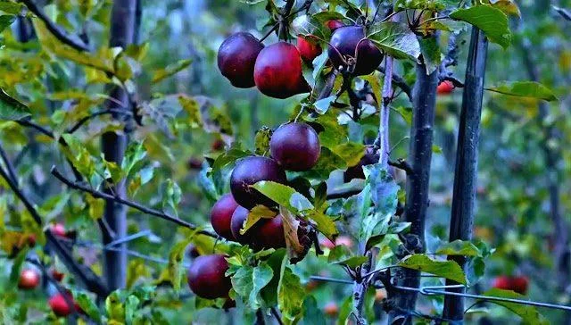 apple farming in manang
